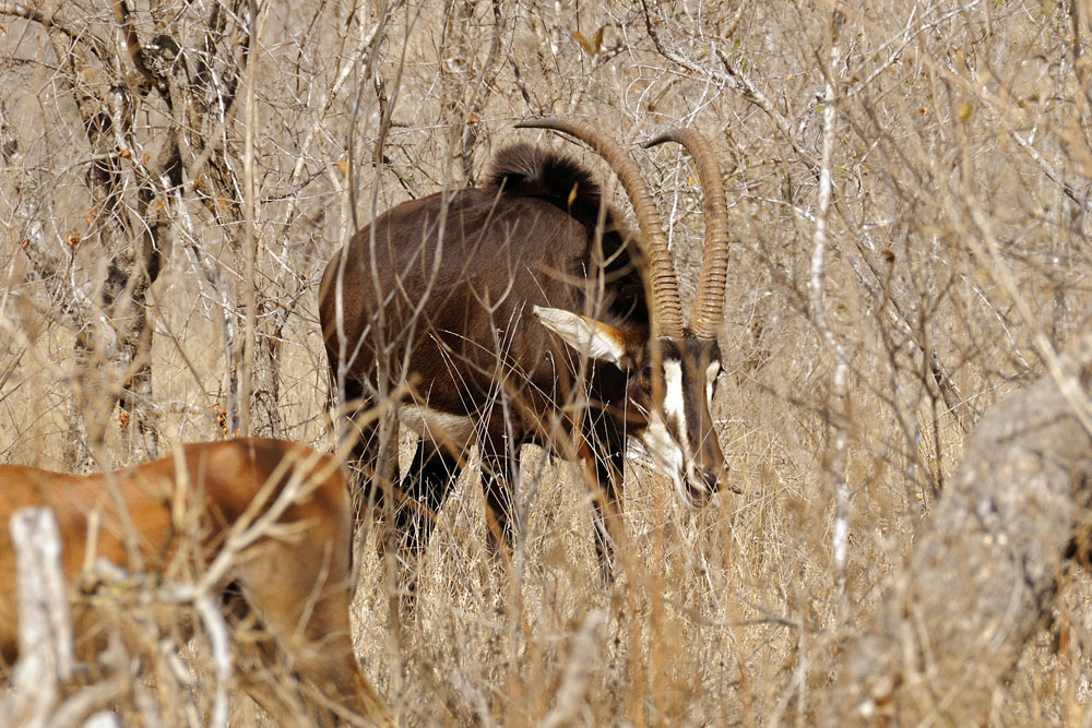 Sable antelope in Kruger National Park