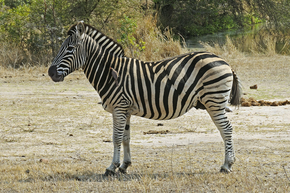 Zebra with healed lion attack scar and oxpecker bird