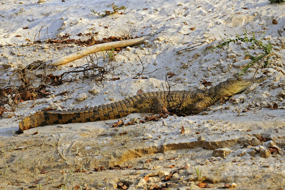 Crocodile by Zambezi River