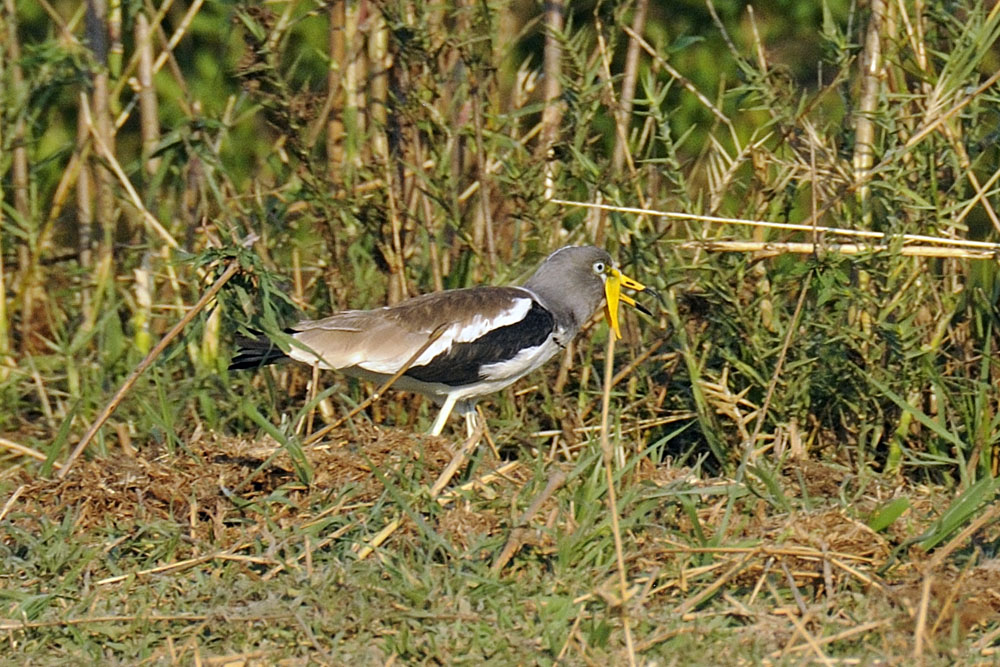 White crowned plover