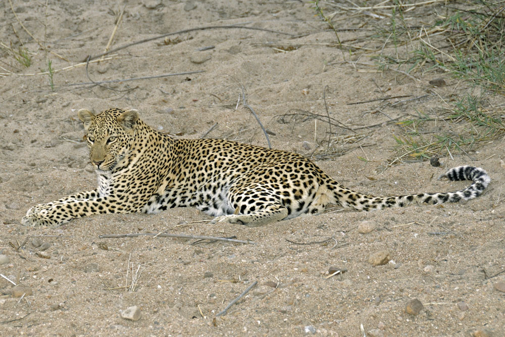 Leopard on sandy river bank