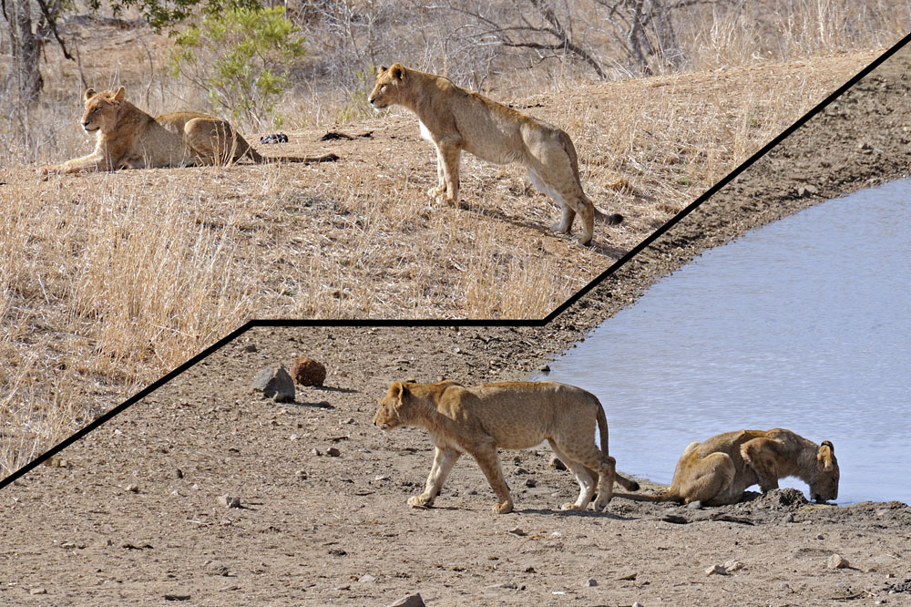 Lions in Kruger National Park