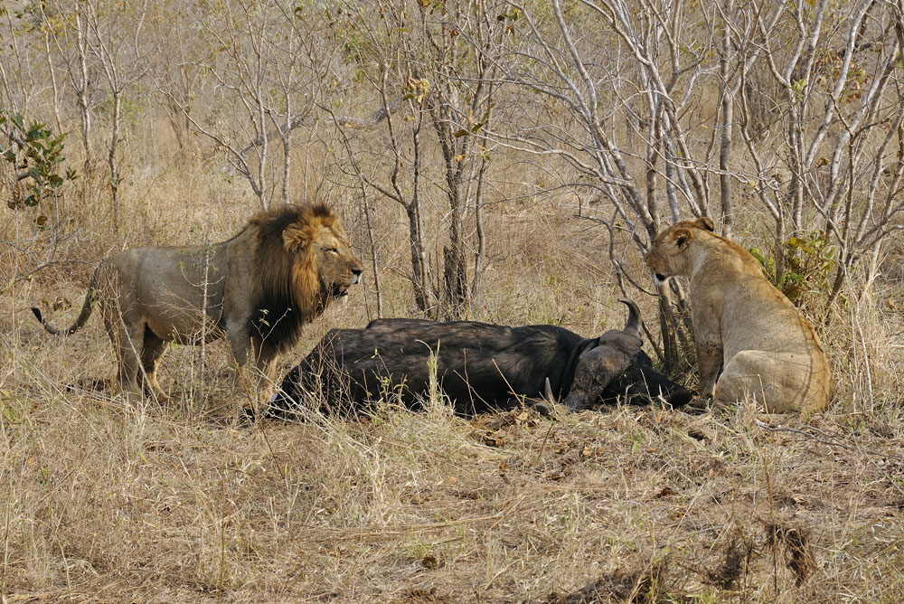 Lions at killed buffalo