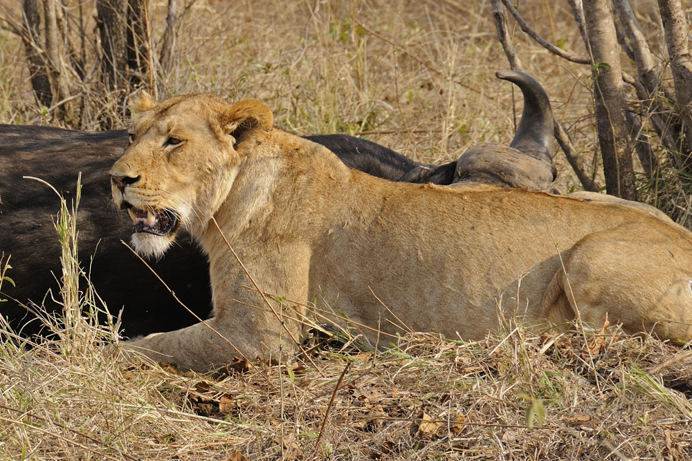 Female lion next to killed buffalo
