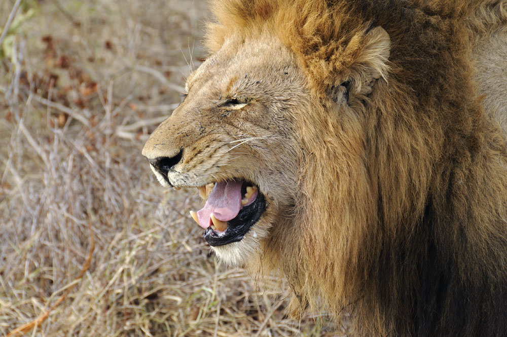Male lion
