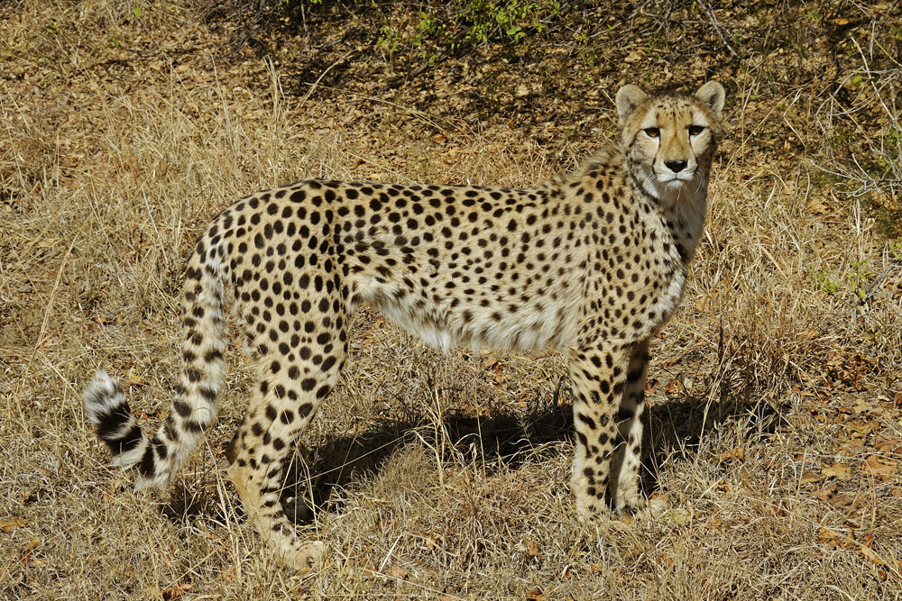 At De Wildt Cheetah Sanctuary
