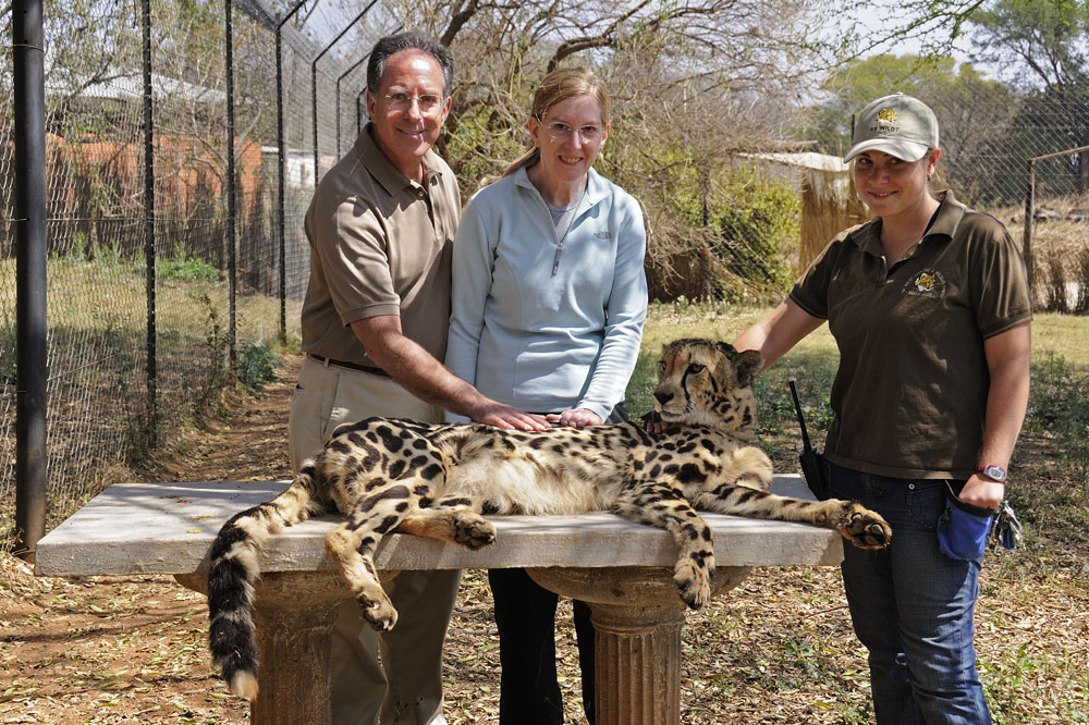 Petting cheetah at De Wildt Cheetah Sanctuary