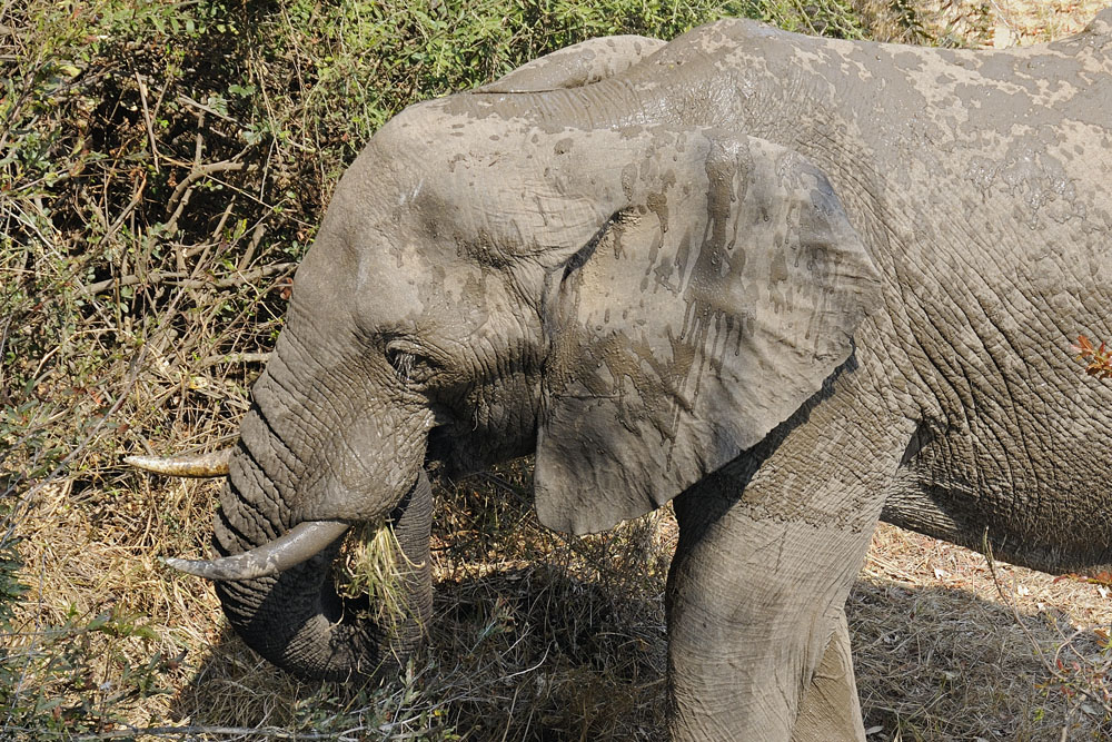Mud covered elephant eating