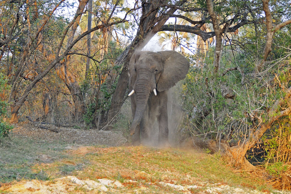 Elephant dusting up near Zambezi River
