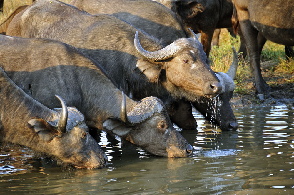 Buffalo drink from watering hole