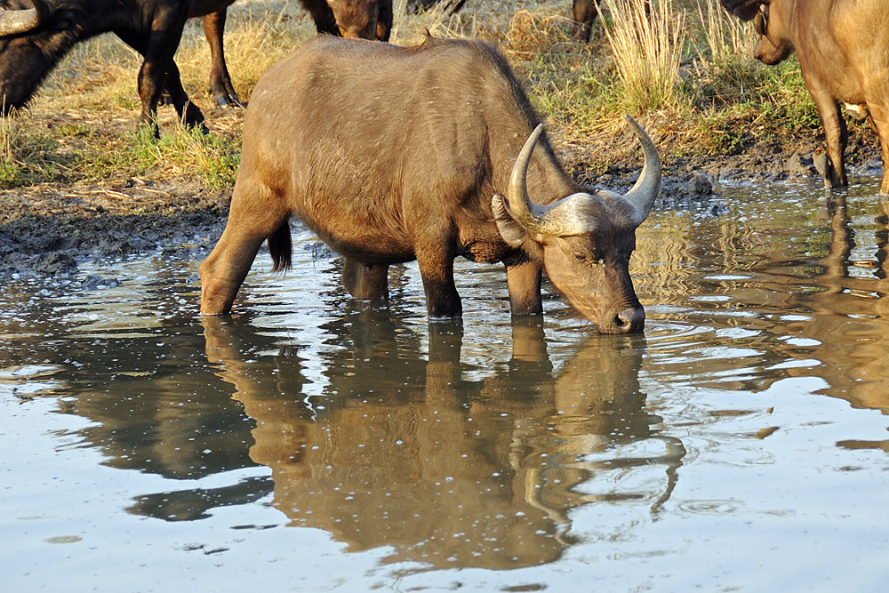 Buffalo in watering hole