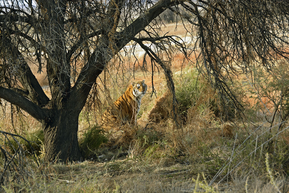Tigers are in a fenced reserve almost 2 square miles in size