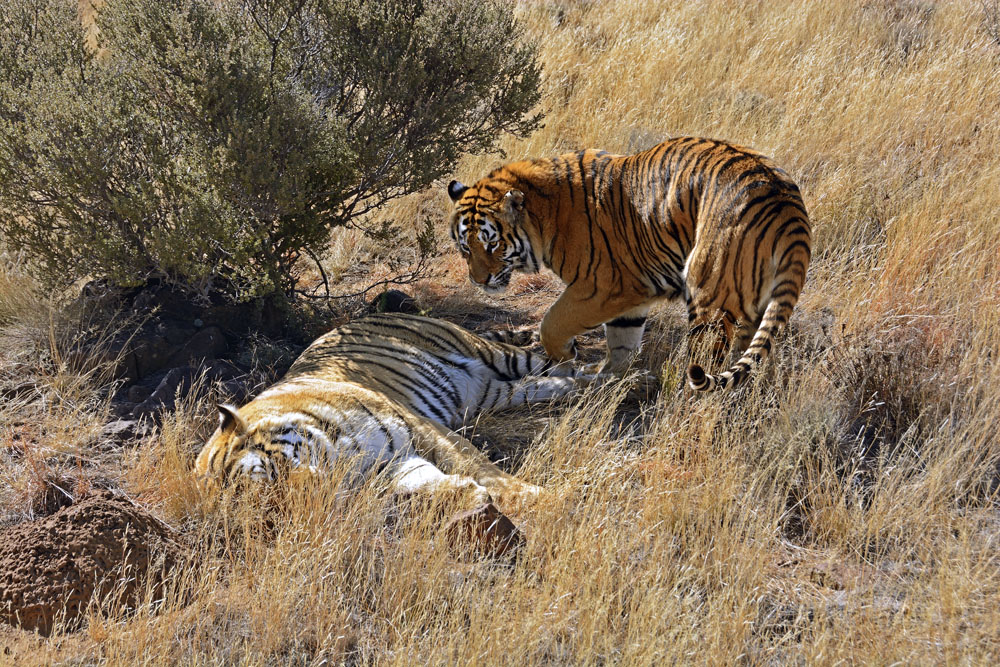 Two tigers, the sleeping one has much lighter pigmentation