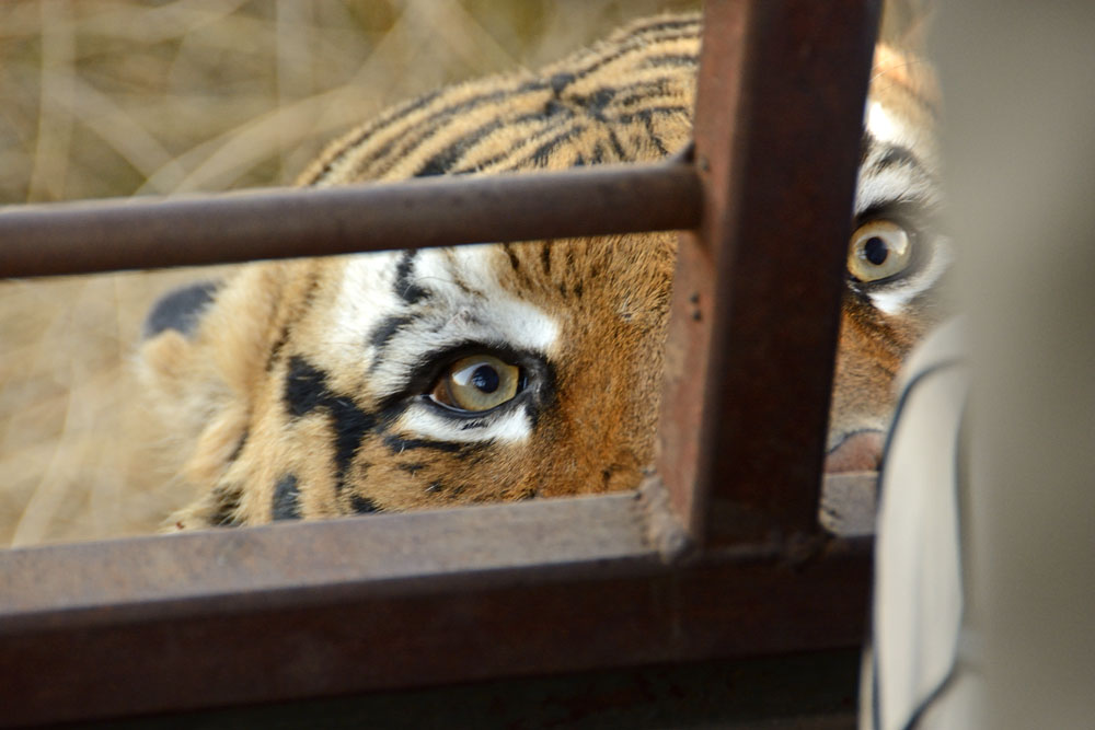 Tiger pressed right up to and peering into the rear of the vehicle