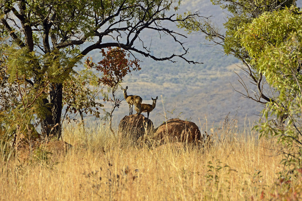 Antelope posing on rock