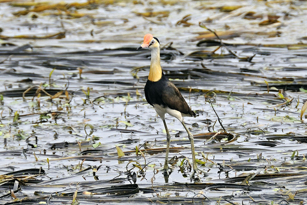 Bird walking on vegetation floating on the Ord River