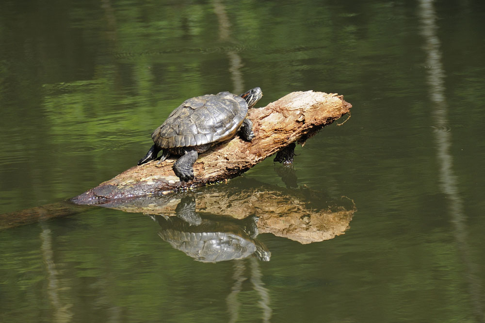 Turtle in Tijuca Rain Forest
