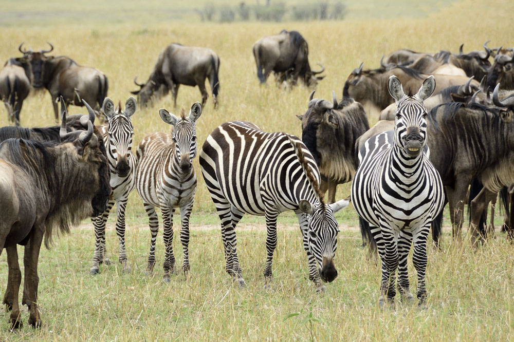 Often the gnu and zebra are seen together