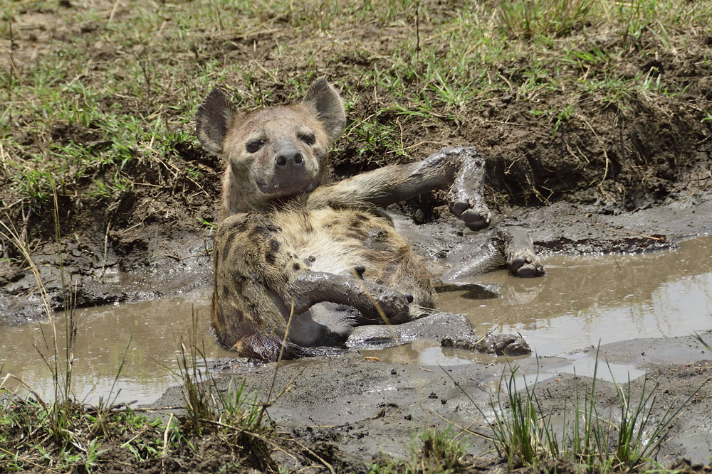 Hyena taking a mud bath