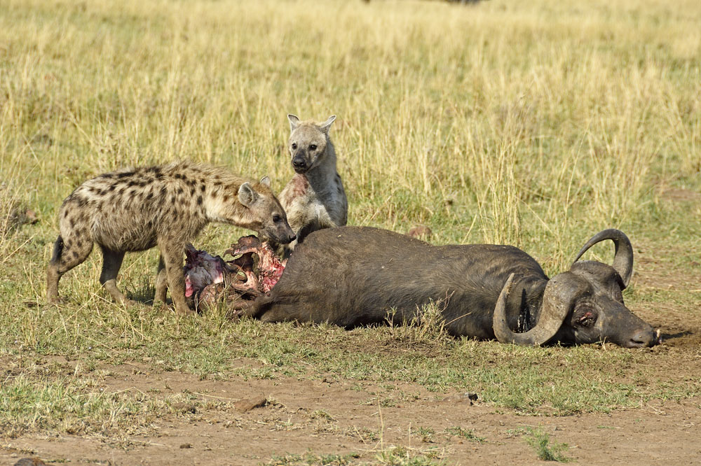 Hyenas scavenging a dead buffalo