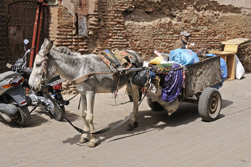 On the streets of Marrakech