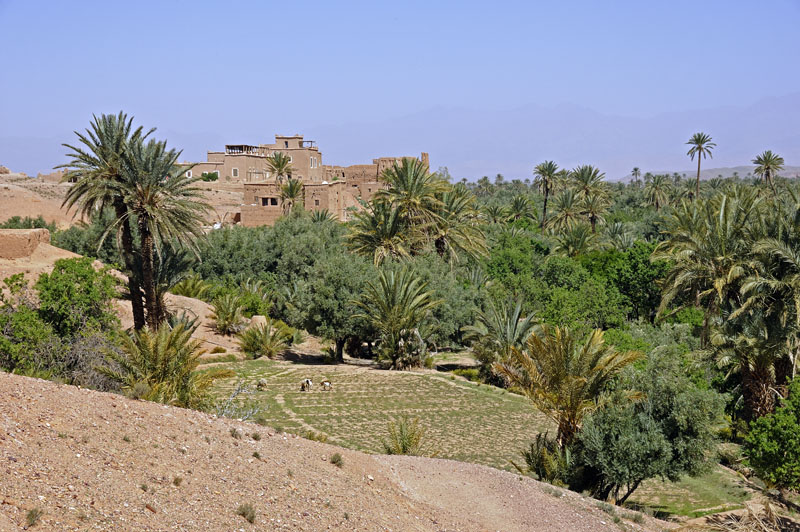 Palmeraie of Skoura near Ouarzazate