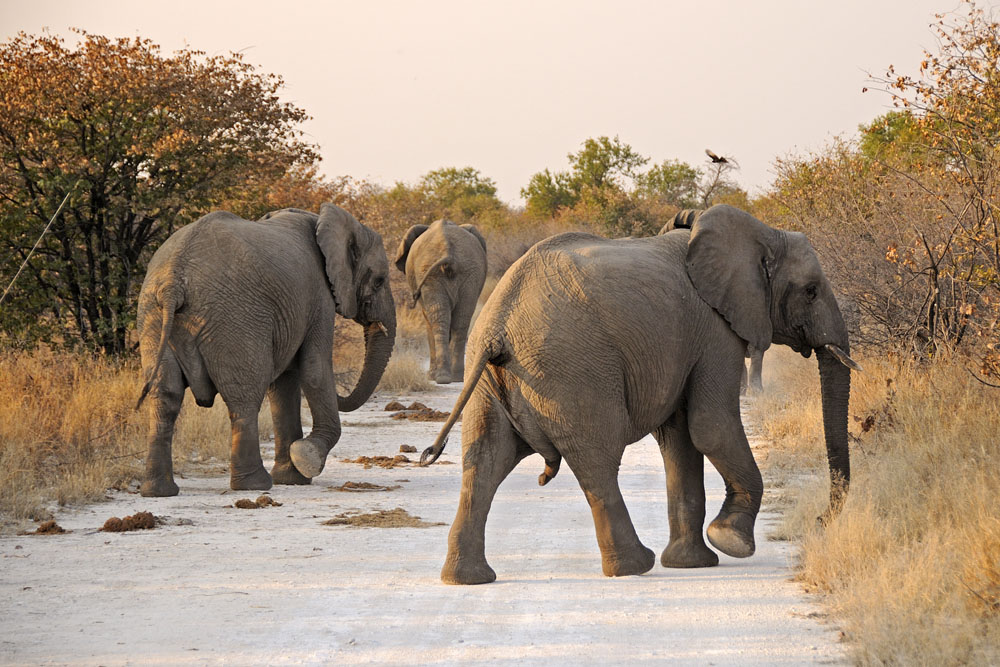 Elephants blocking the road