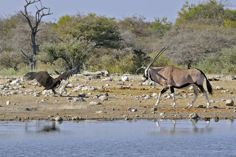 Oryx and bird at water hole