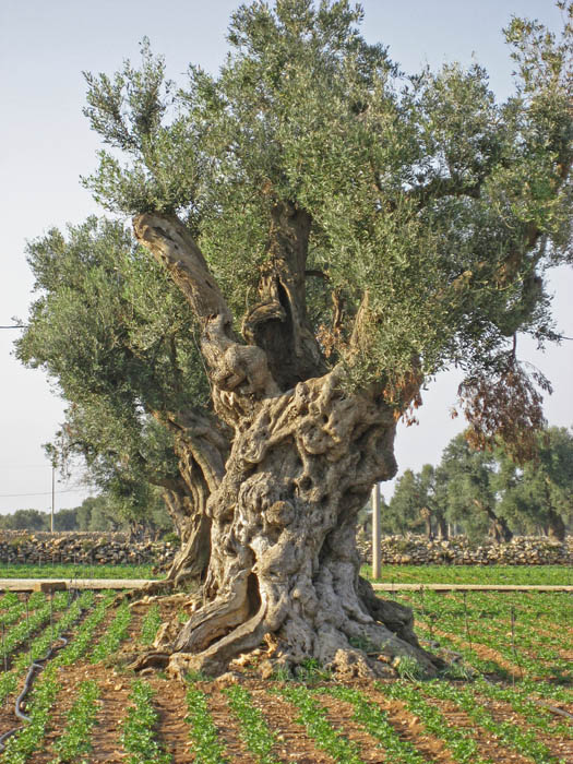 Old Olive Tree in Field