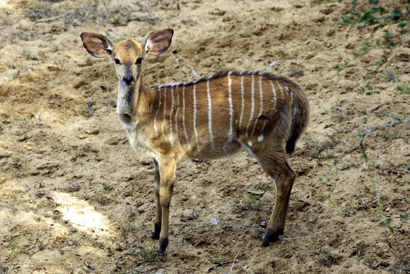 Nyala juvenile