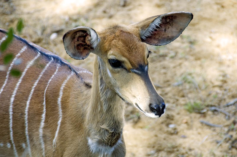 Nyala juvenile