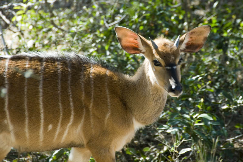 Nyala young male