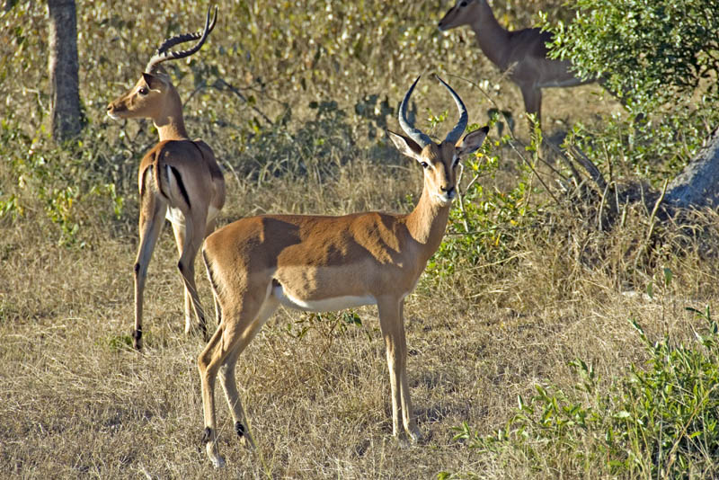 Impala