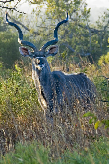 Kudu