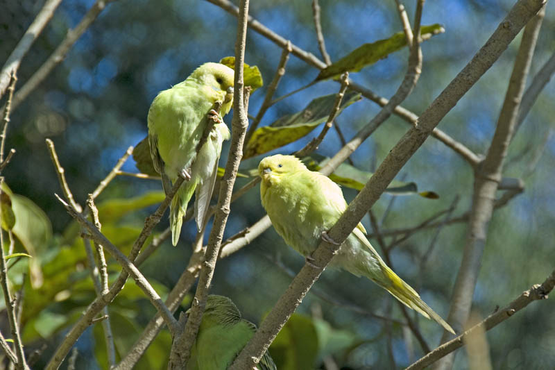 Budgerigar
