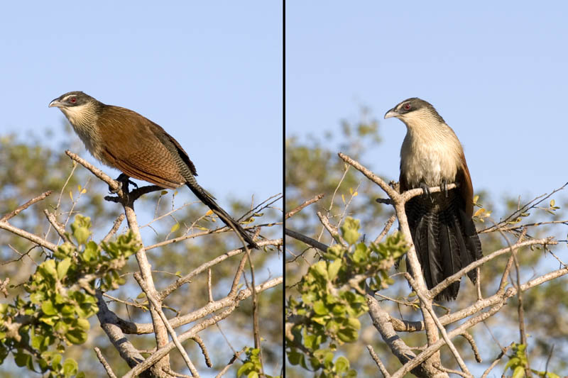 Burchells Coucal