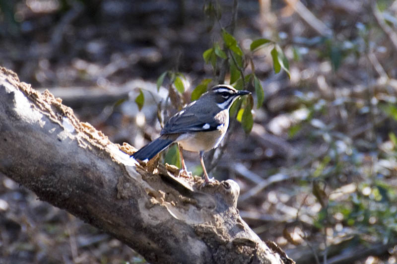 Bearded Scrub Robin