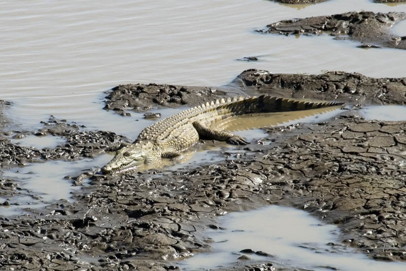 Nile Crocodile