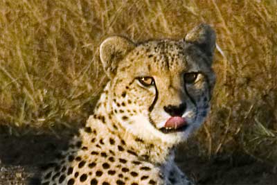 Cheetah