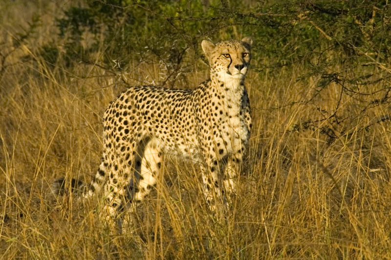 Cheetah