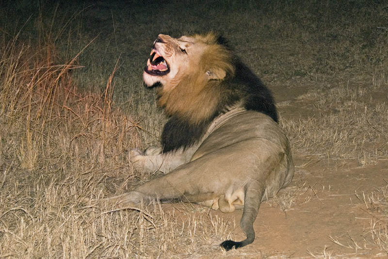 Dominant male lion