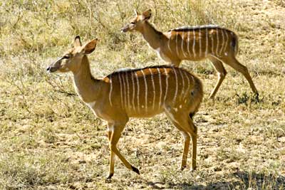 Nyala