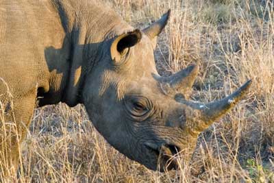 Black Rhino