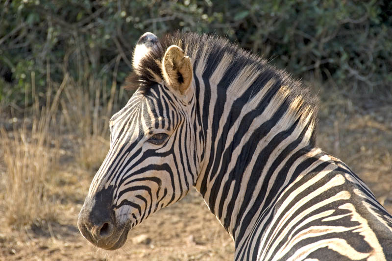 Zebra