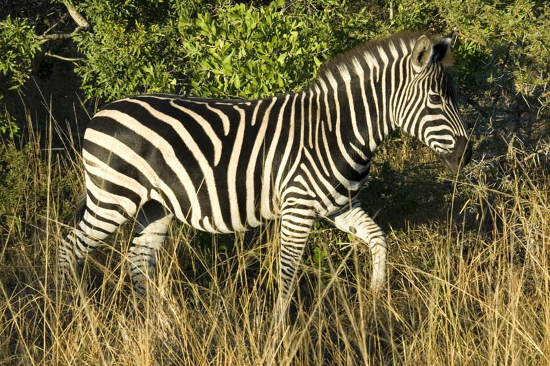 Zebra