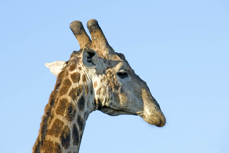 Giraffe