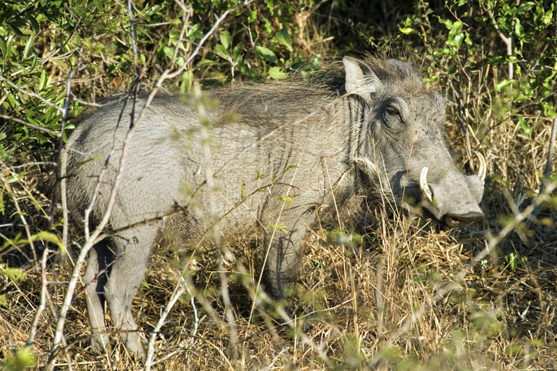 Warthog