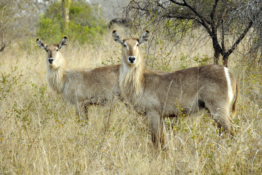 Waterbuck antelope