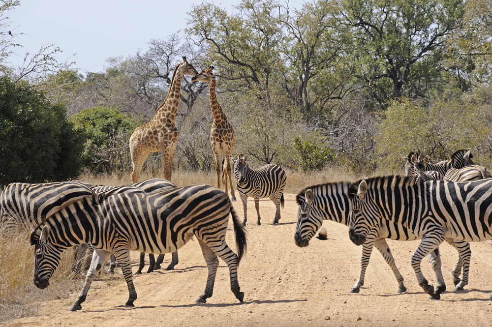 Zebra and giraffe in the road