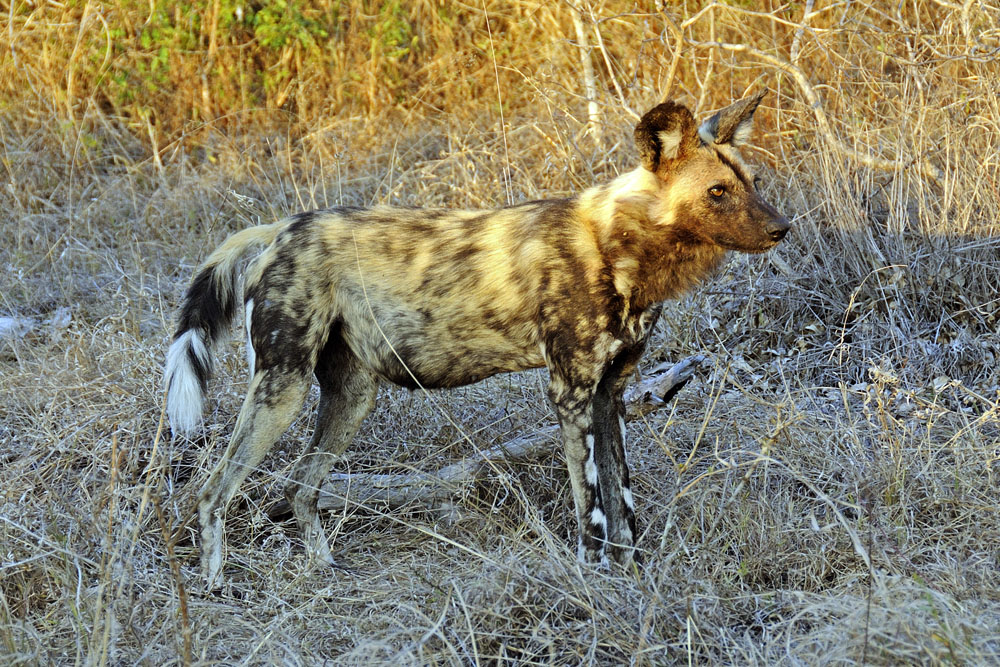Wild dog